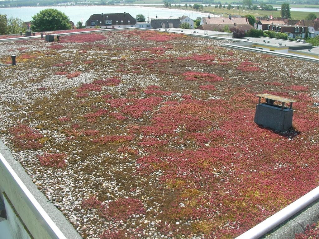 Große Flachdachfläche mit niedriger, überwiegend rötlicher Dachbegrünung.